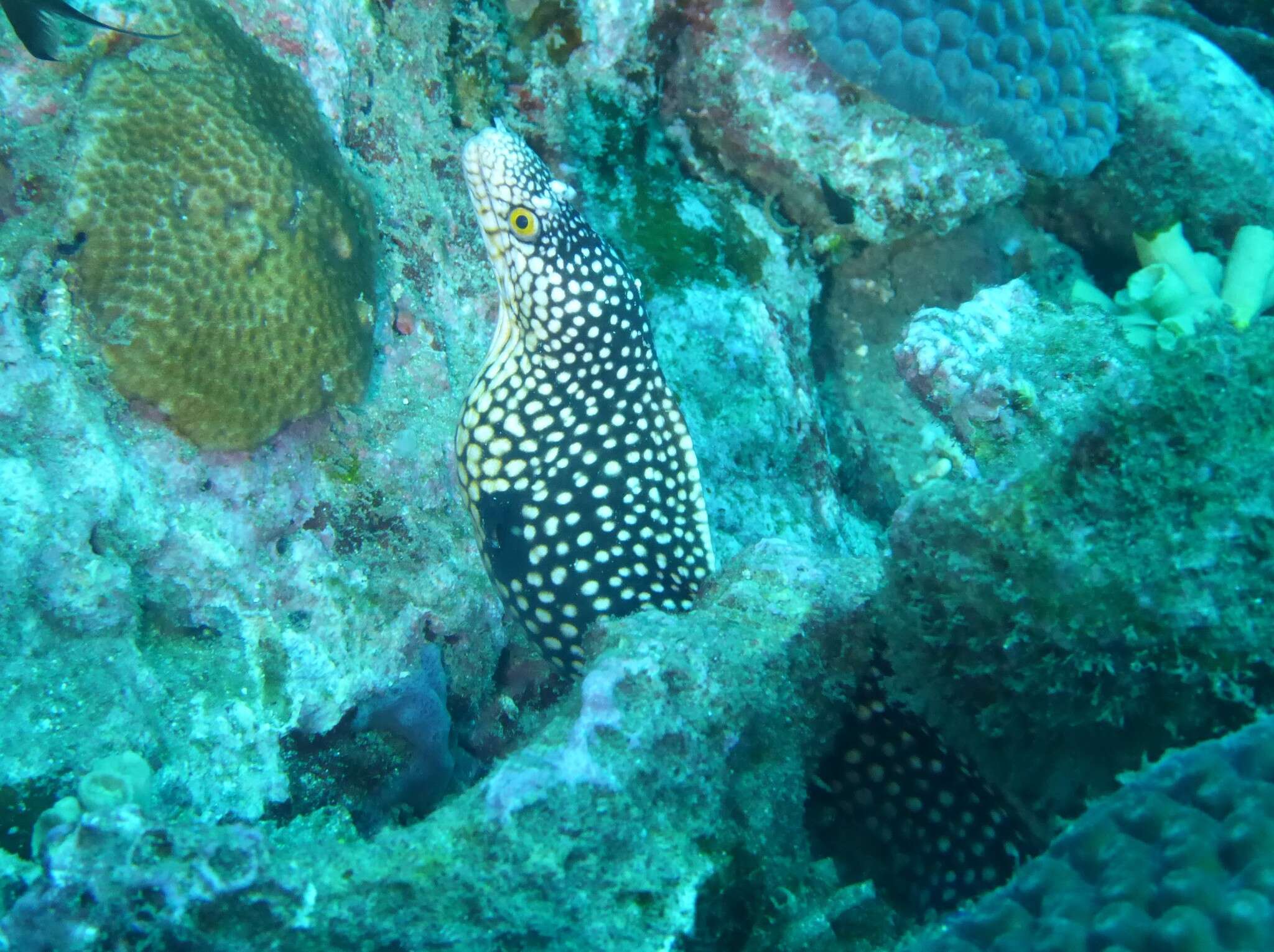 Image of Honeycomb Moray