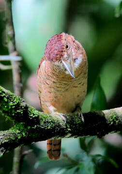 Image of Barred Puffbird