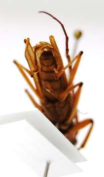 صورة Malacopterus