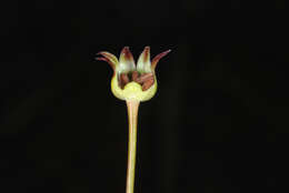 Image of Dwarf Dandelion