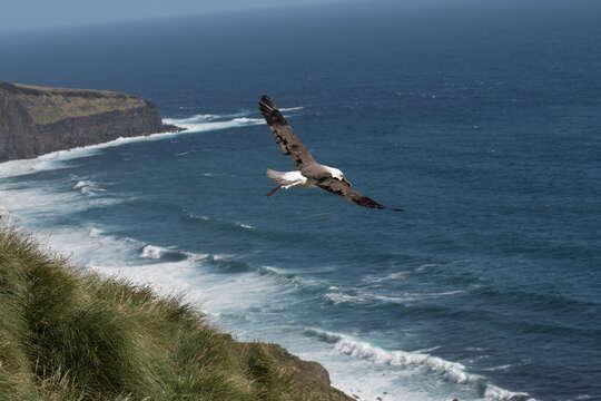 Image de Albatros de Carter