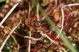 Image of Common Sundew