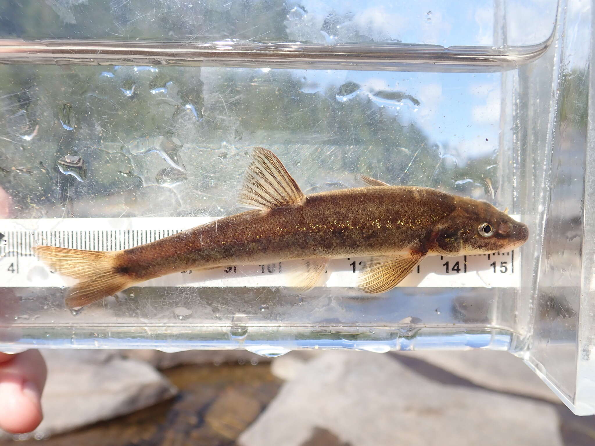 Image of Longnose Dace