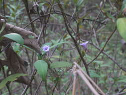 Strobilanthes integrifolius (Dalz.) Kuntze resmi