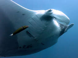 Image of Chevron Manta Ray