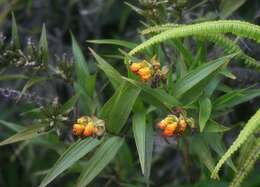 Imagem de Elleanthus aurantiacus (Lindl.) Rchb. fil.