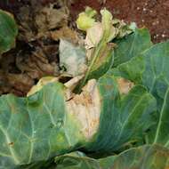 Image of white cabbage