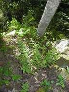 Image of Southern Lady Fern