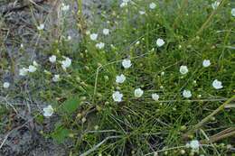 Sagina nodosa (L.) Fenzl的圖片