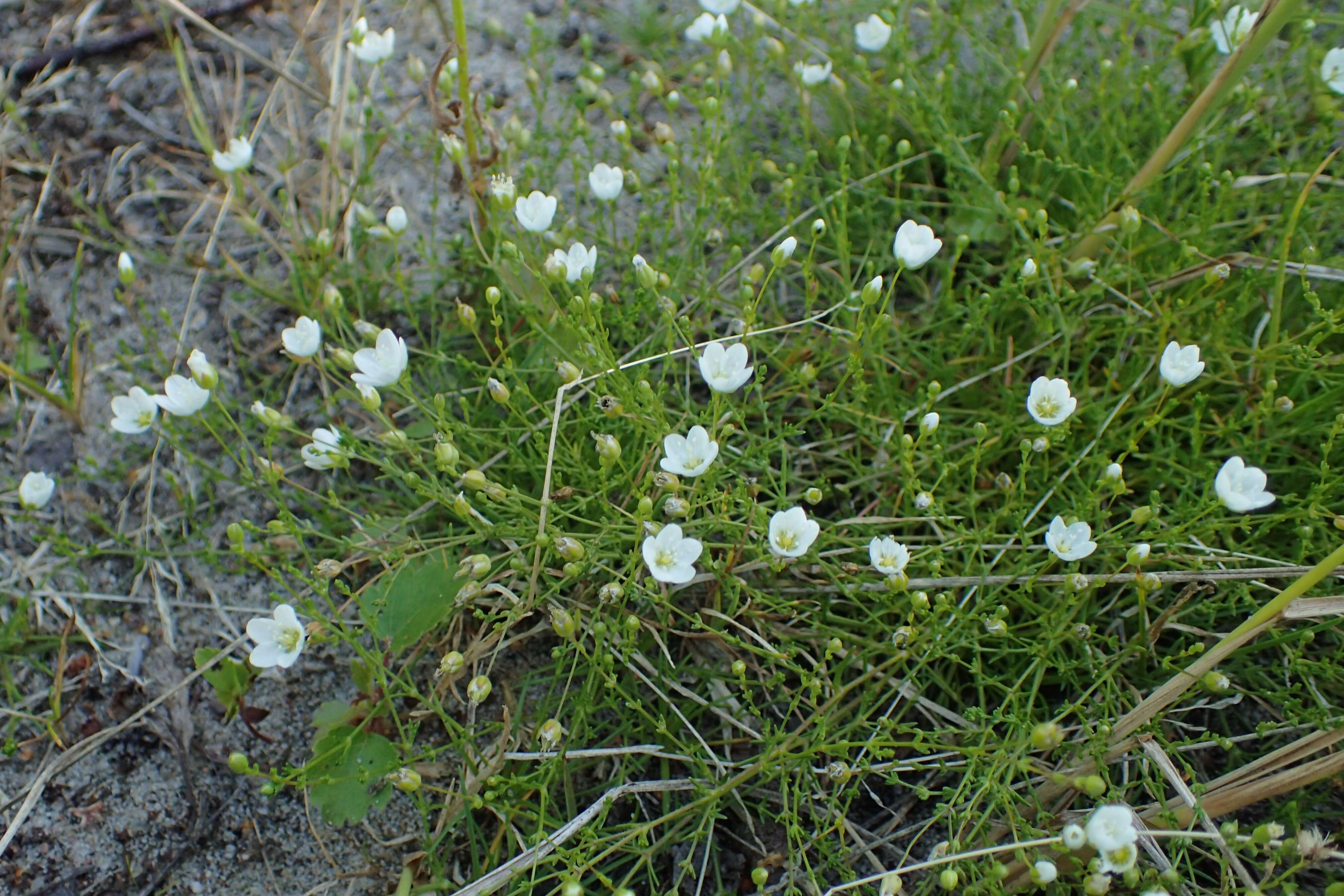 Sagina nodosa (L.) Fenzl的圖片