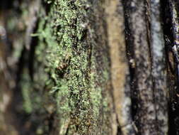 Image of needle lichen