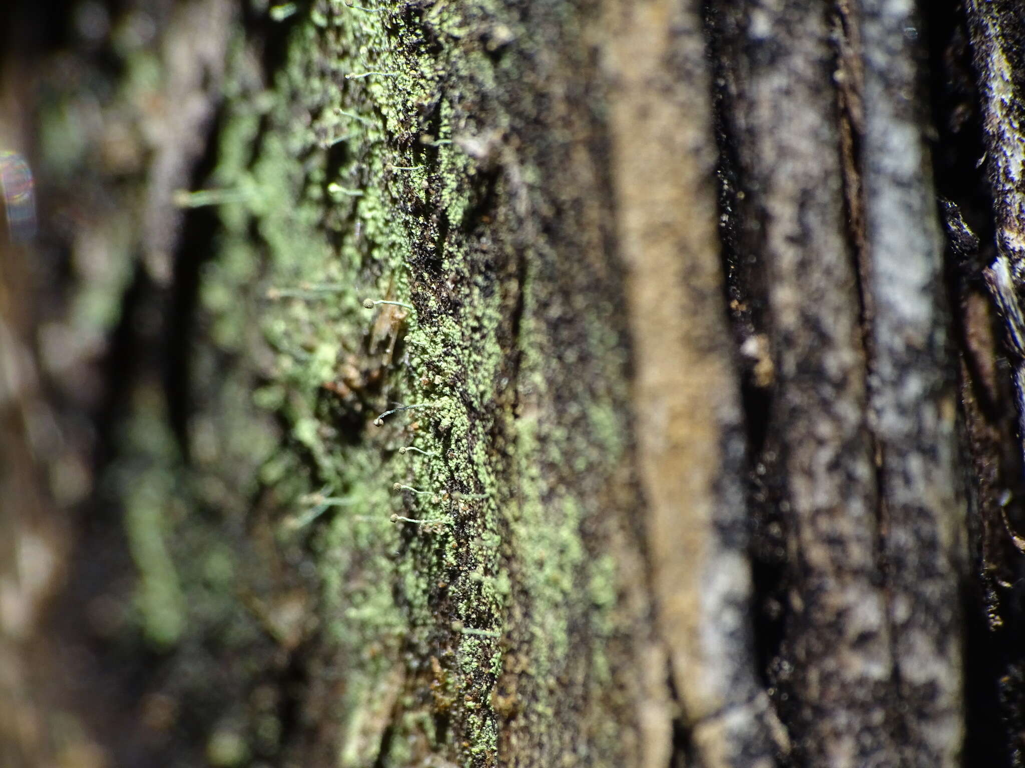 Plancia ëd Chaenotheca furfuracea (L.) Tibell