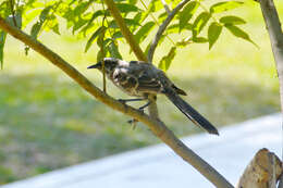 Image of Long-tailed Mockingbird