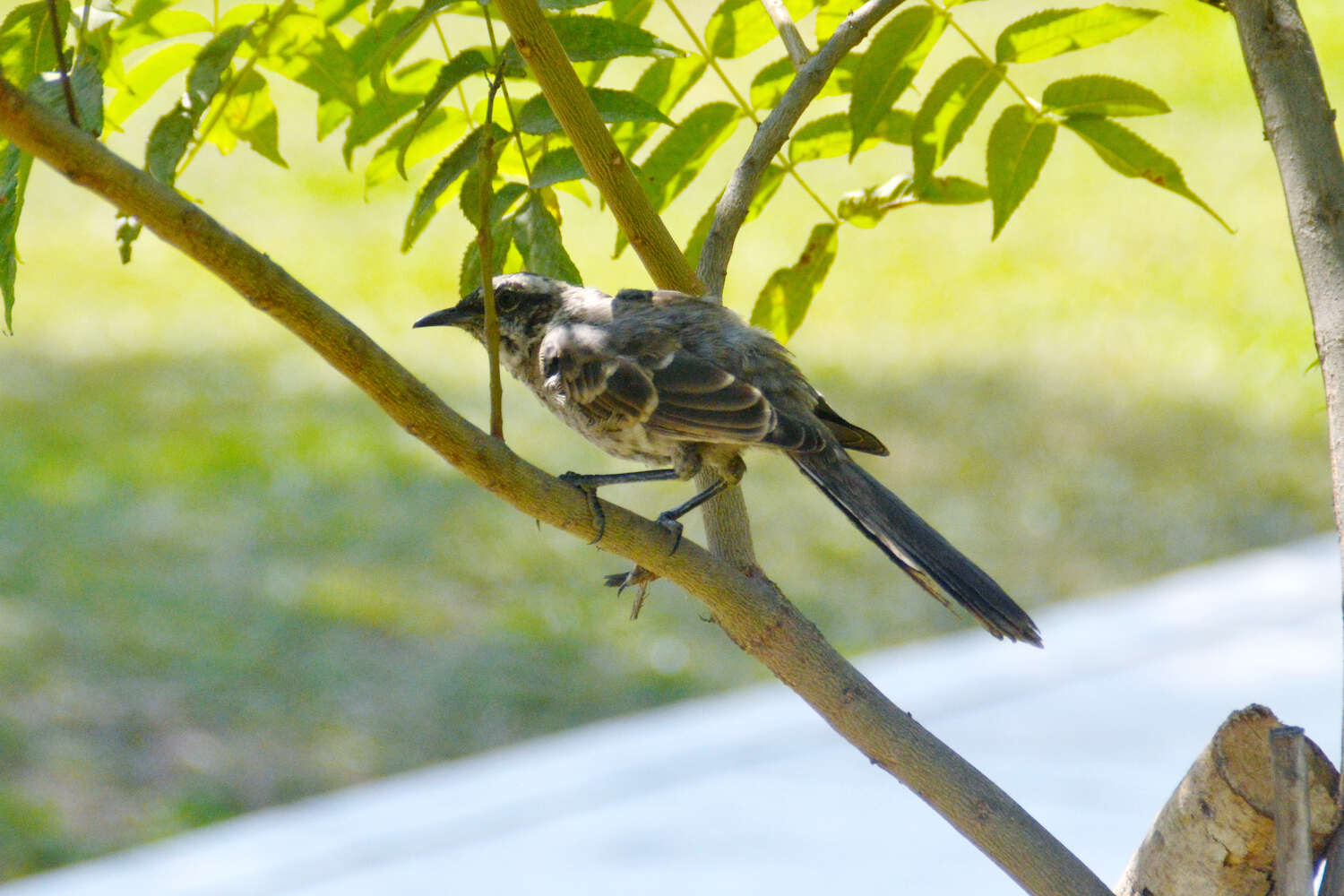 Image of Long-tailed Mockingbird