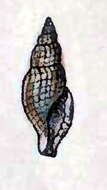 Image of Tenaturris trilineata (C. B. Adams 1845)