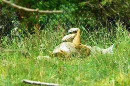 Image of Red wolf