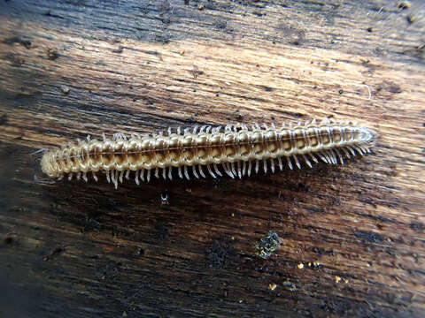 Image of Craspedosoma rawlinsii Leach 1814
