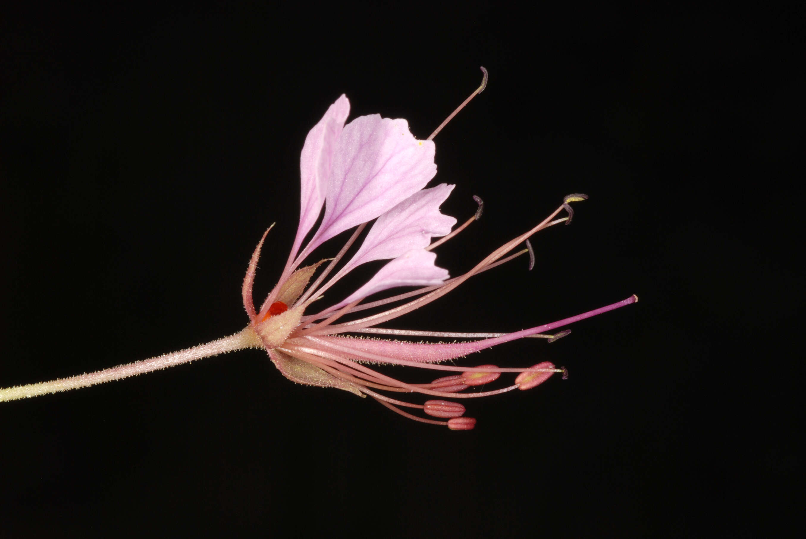 Image of redwhisker clammyweed