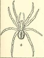 Image of Venator marginatus Hogg 1900