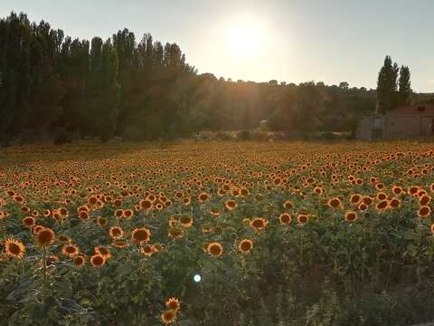 Image of common sunflower