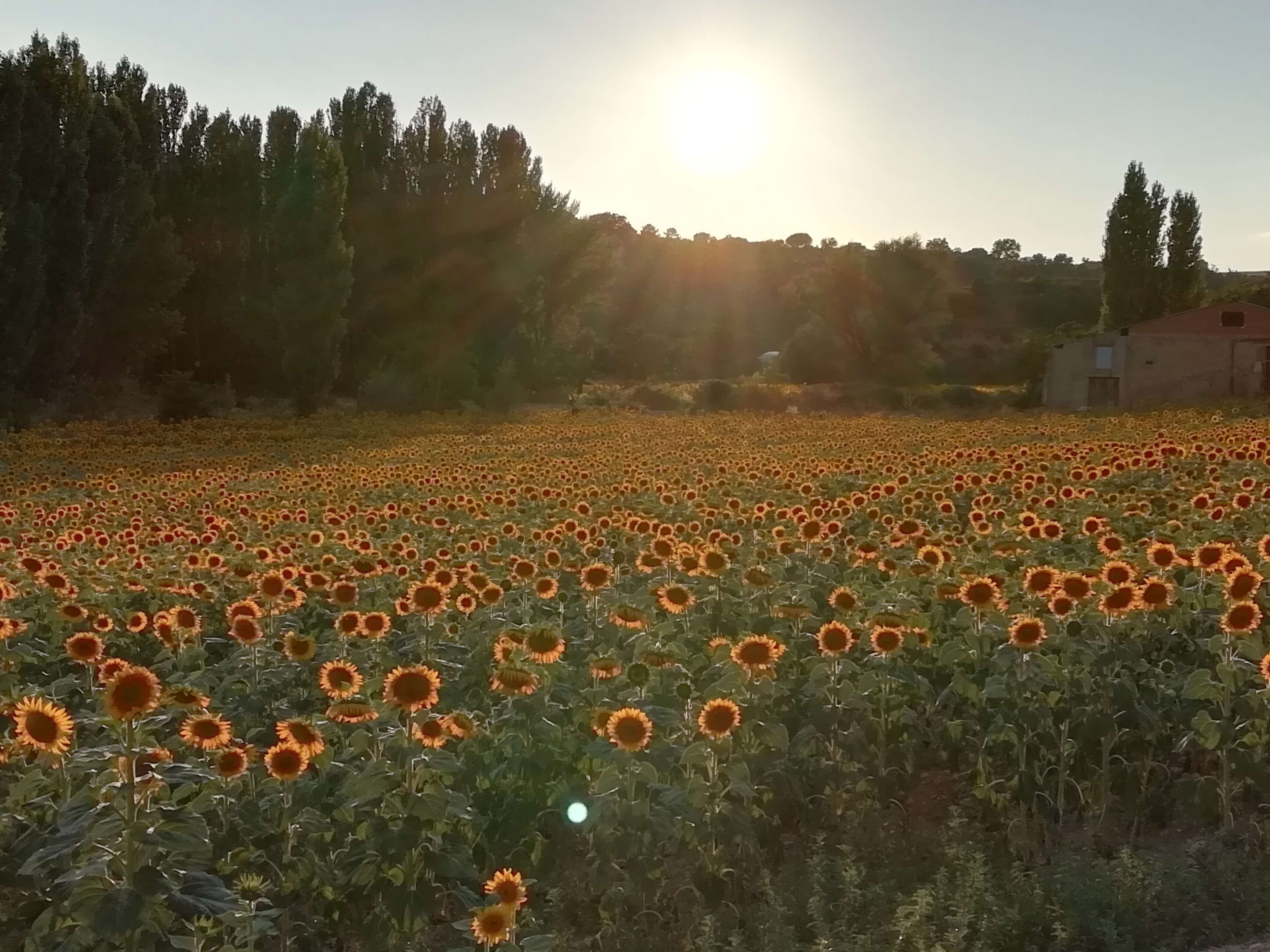 Image de tournesol