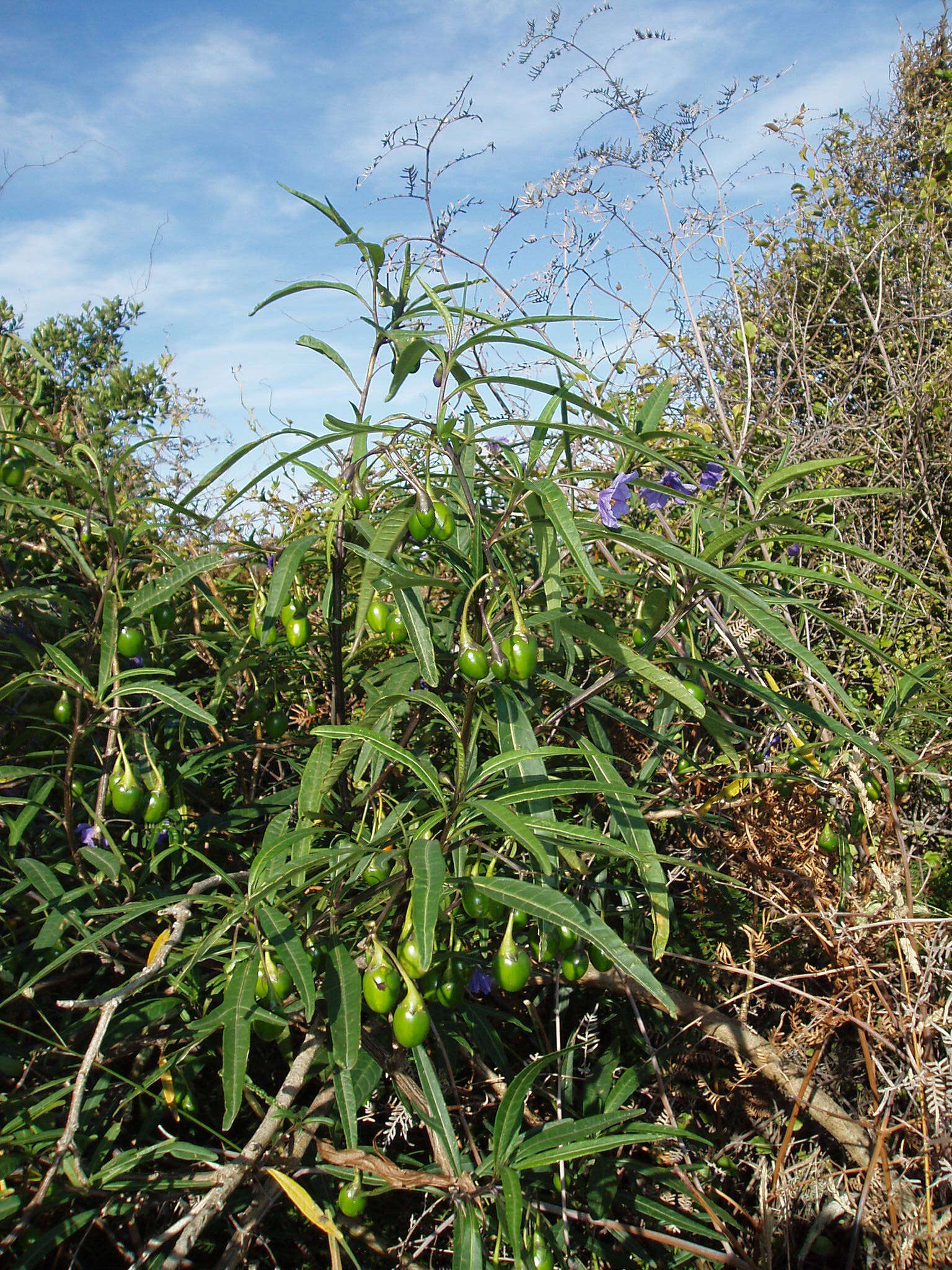 Image of Large Kangaroo Apple