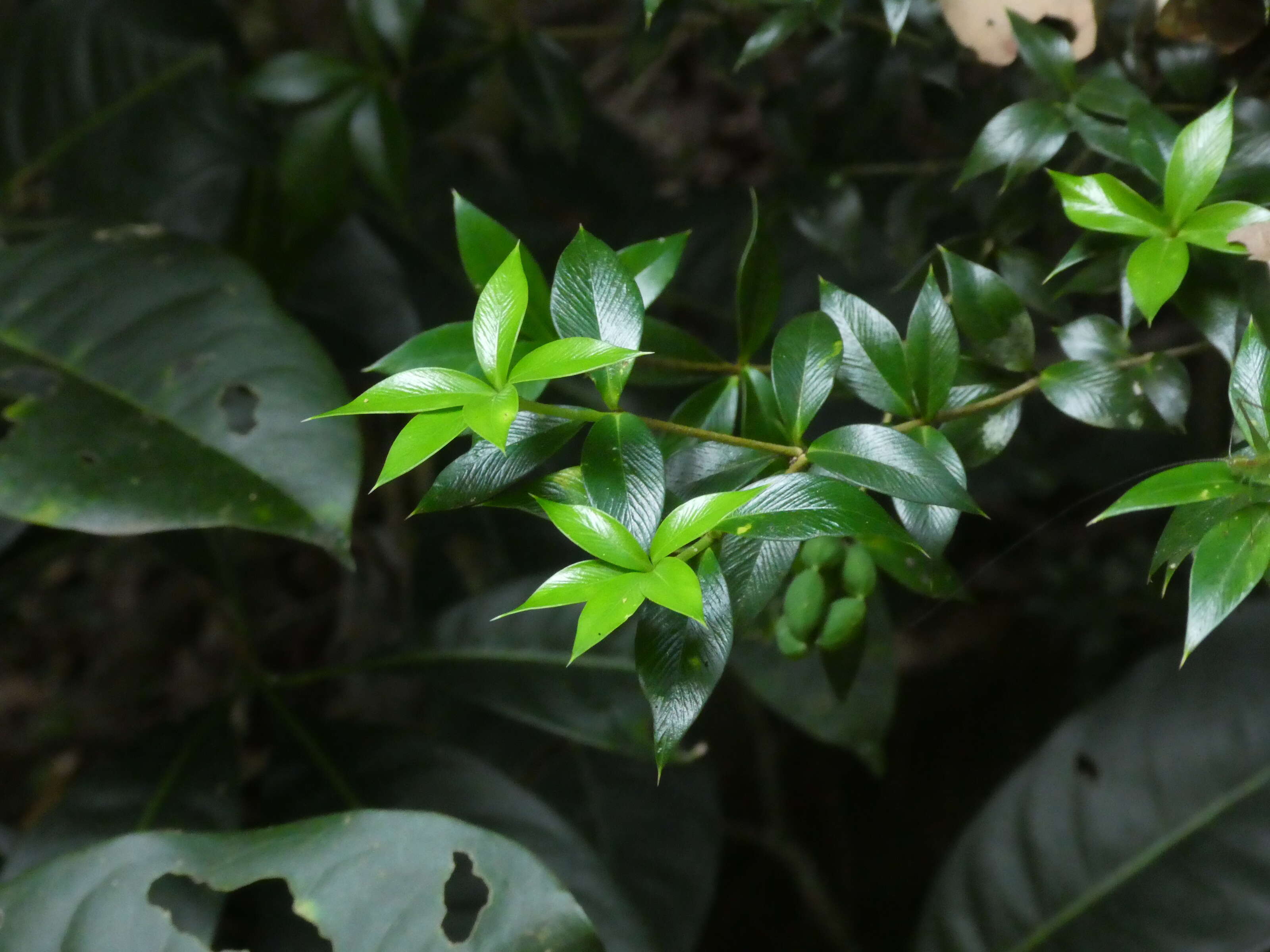 Image of Chain Fruit