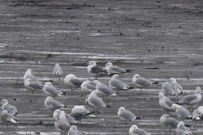 Image of Lesser Black-backed Gull