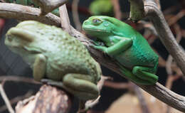 Image of Leaf Frogs