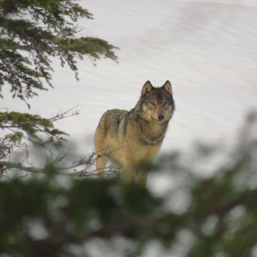 Image of Vancouver Island Wolf
