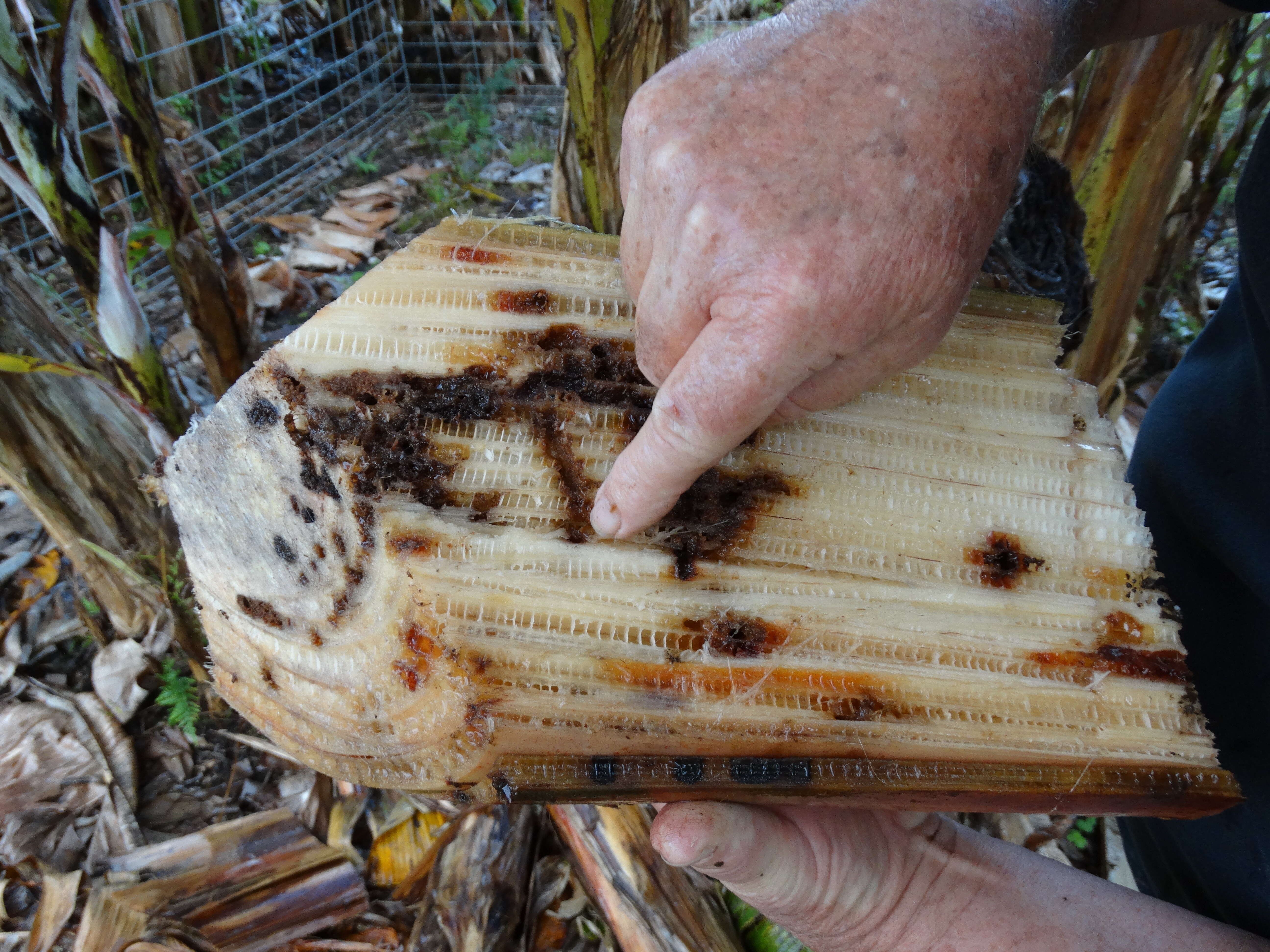 Image of Banana Root Borer