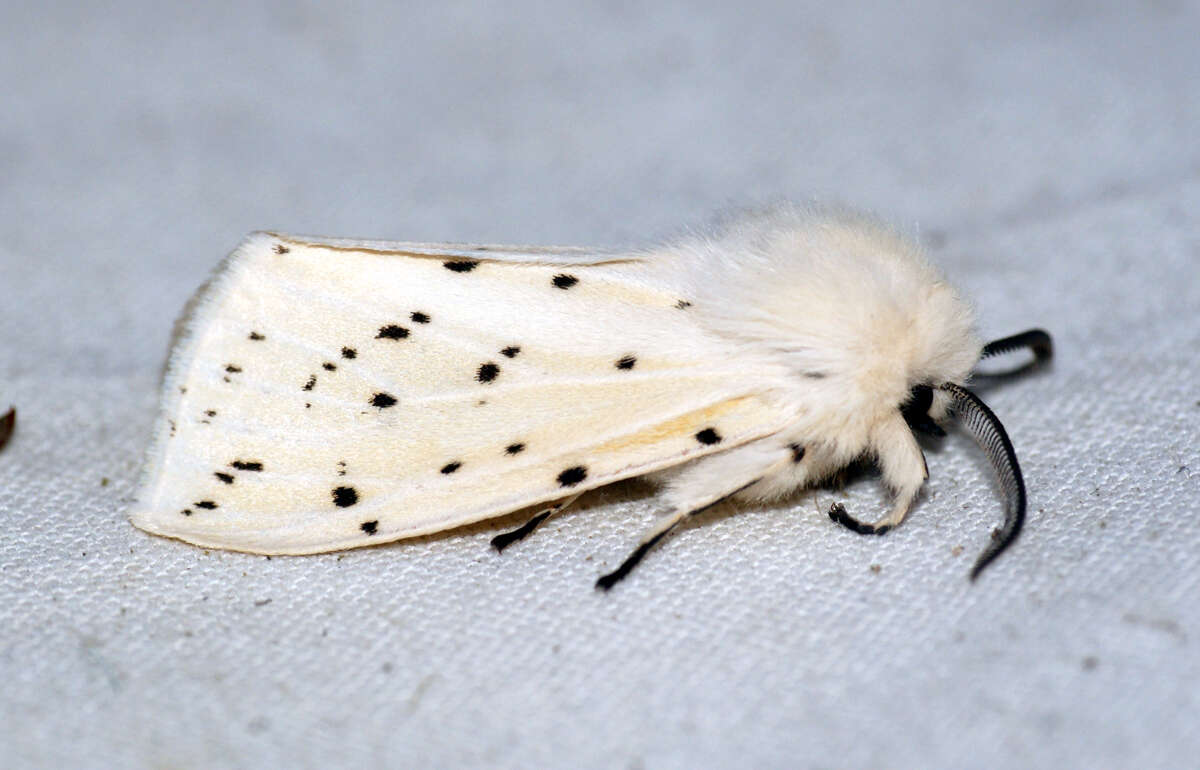 Image of white ermine