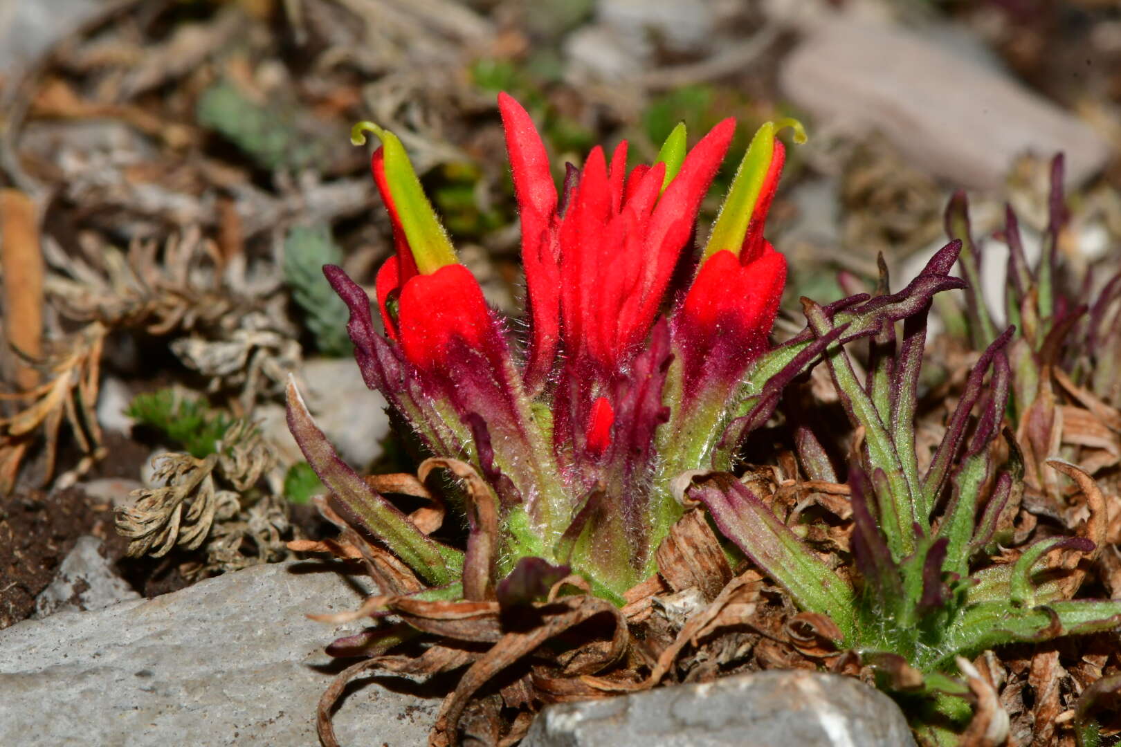 Image of Castilleja bella Standley