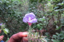 Strobilanthes integrifolius (Dalz.) Kuntze resmi