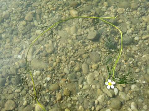 Слика од Ranunculus trichophyllus Chaix