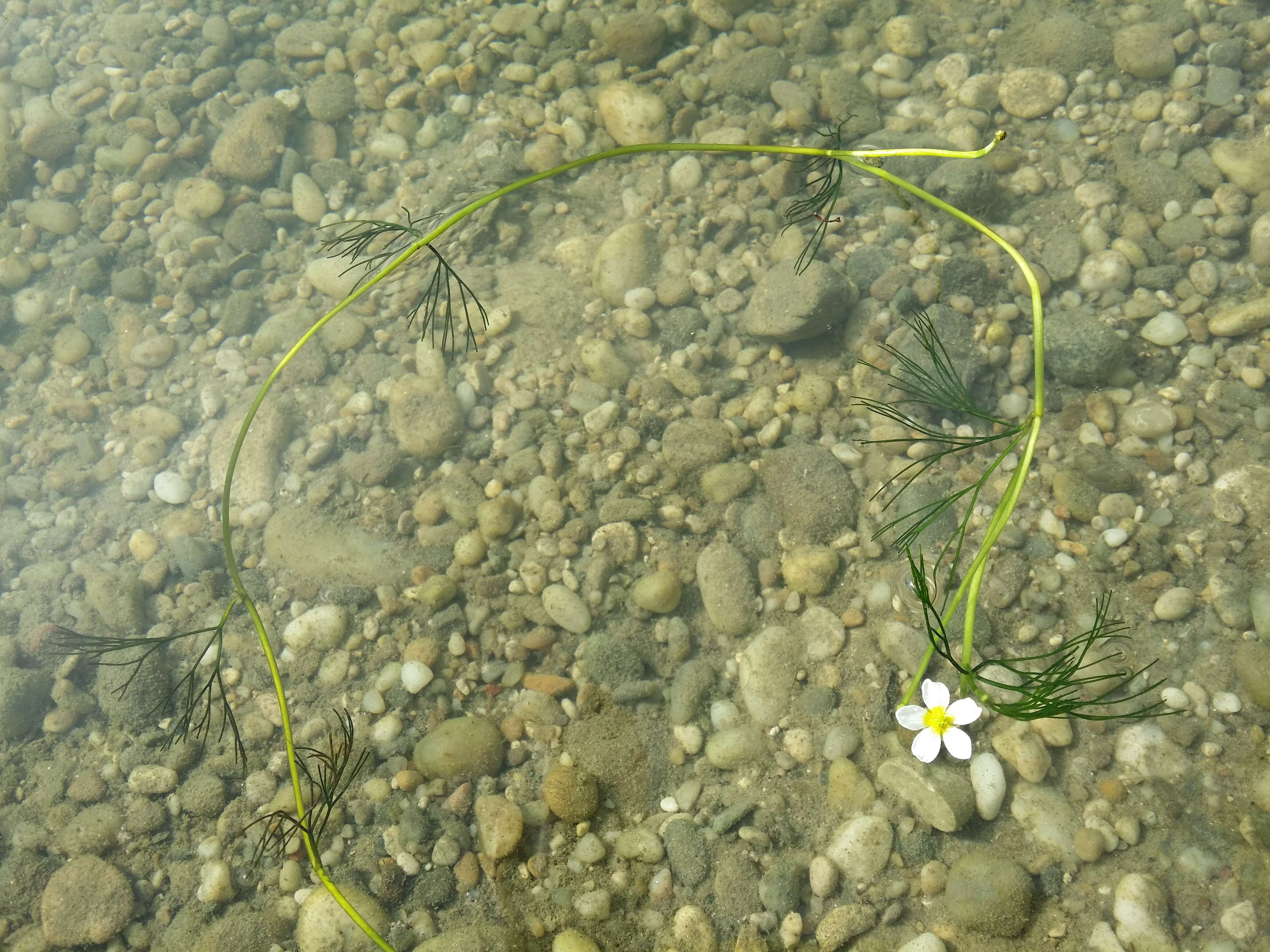 Слика од Ranunculus trichophyllus Chaix