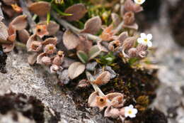 Image of Myosotis antarctica Hook. fil.