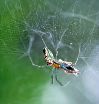 Image of Basilica Orbweaver