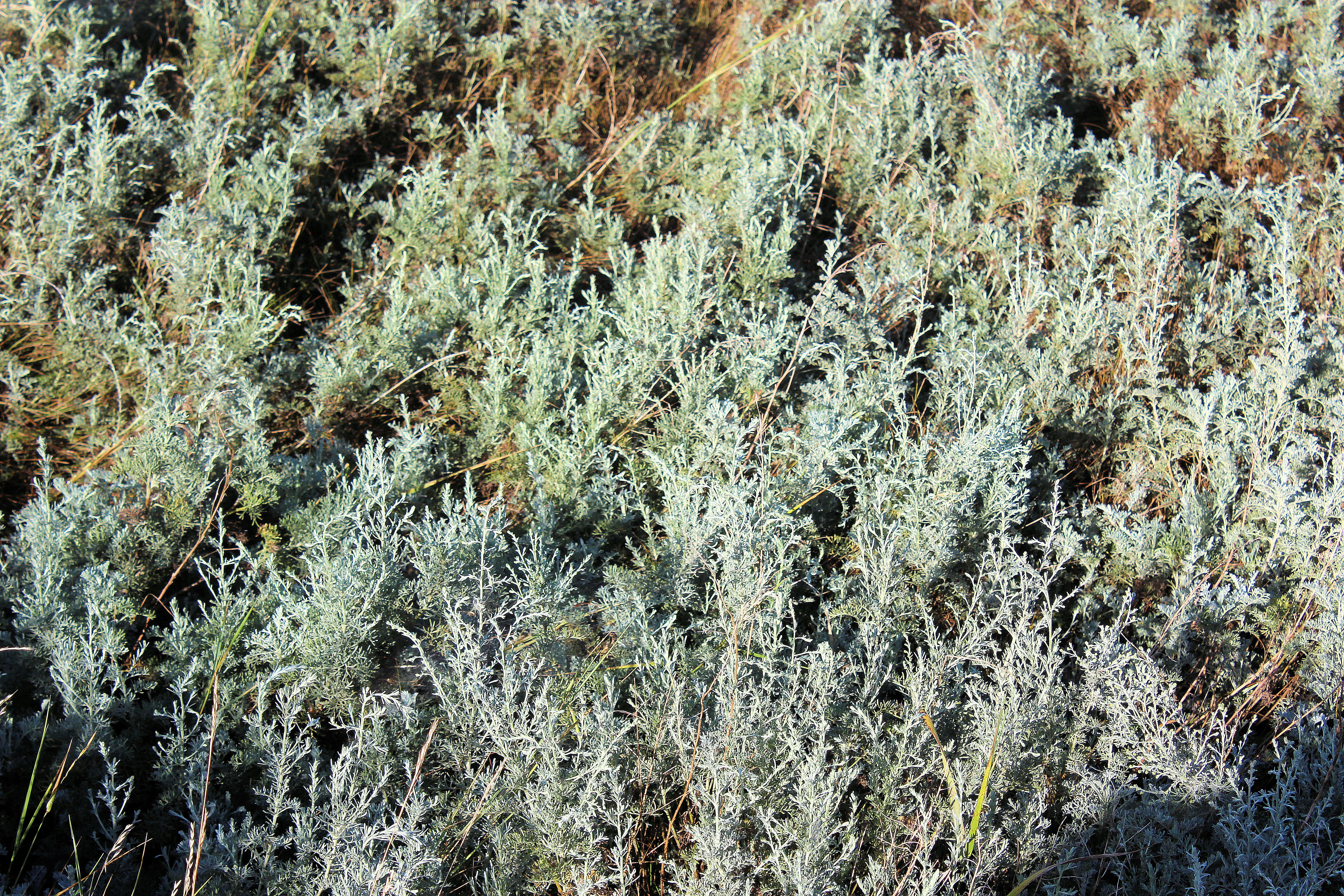 Sivun Artemisia maritima kuva