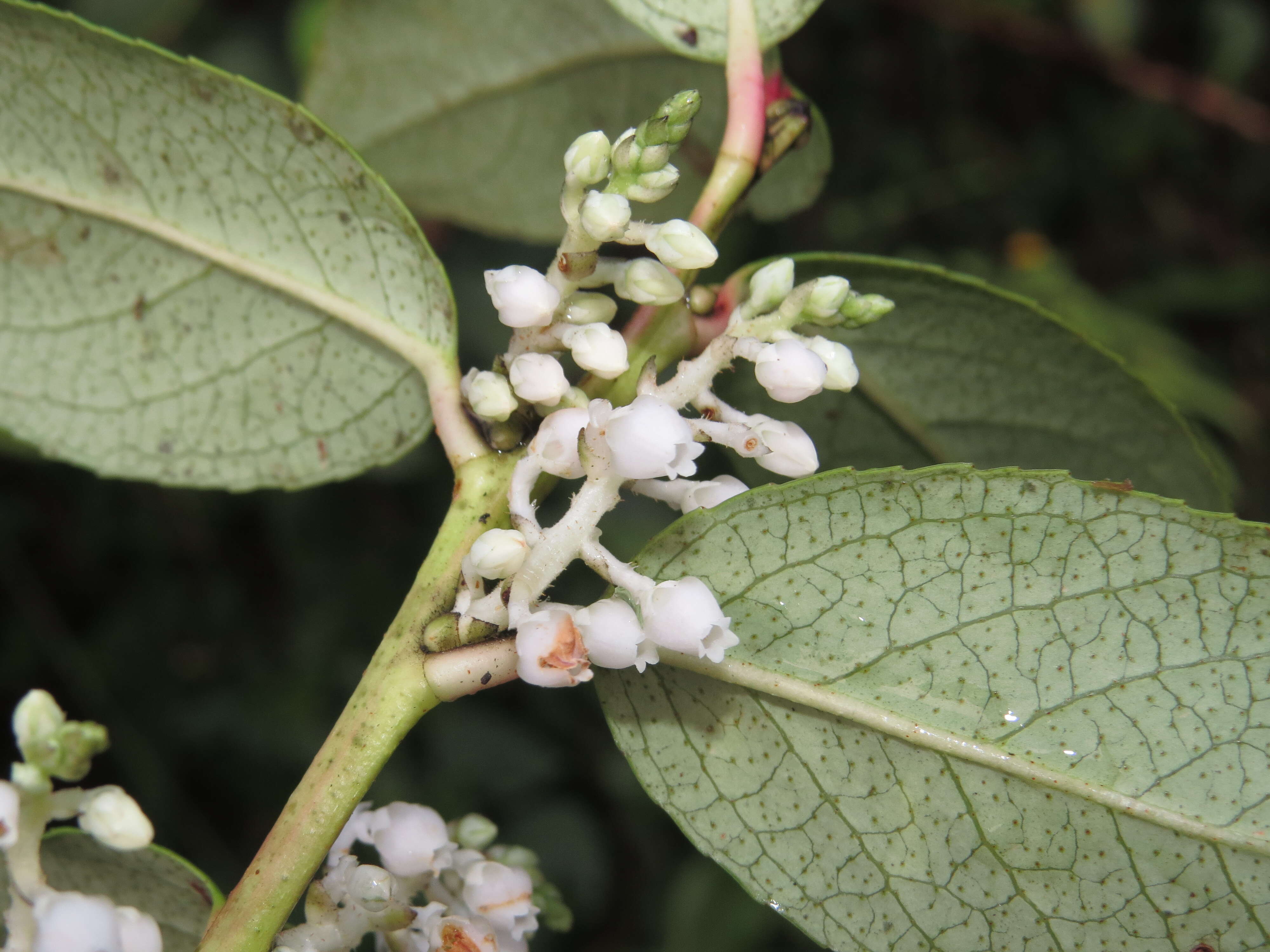 Imagem de Gaultheria fragrantissima Wall.