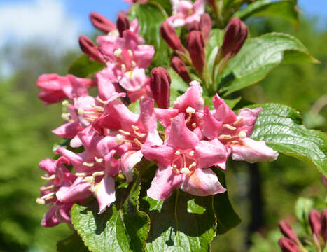 Image of weigela