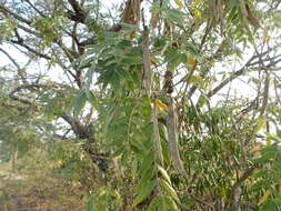 Image of Cork bush