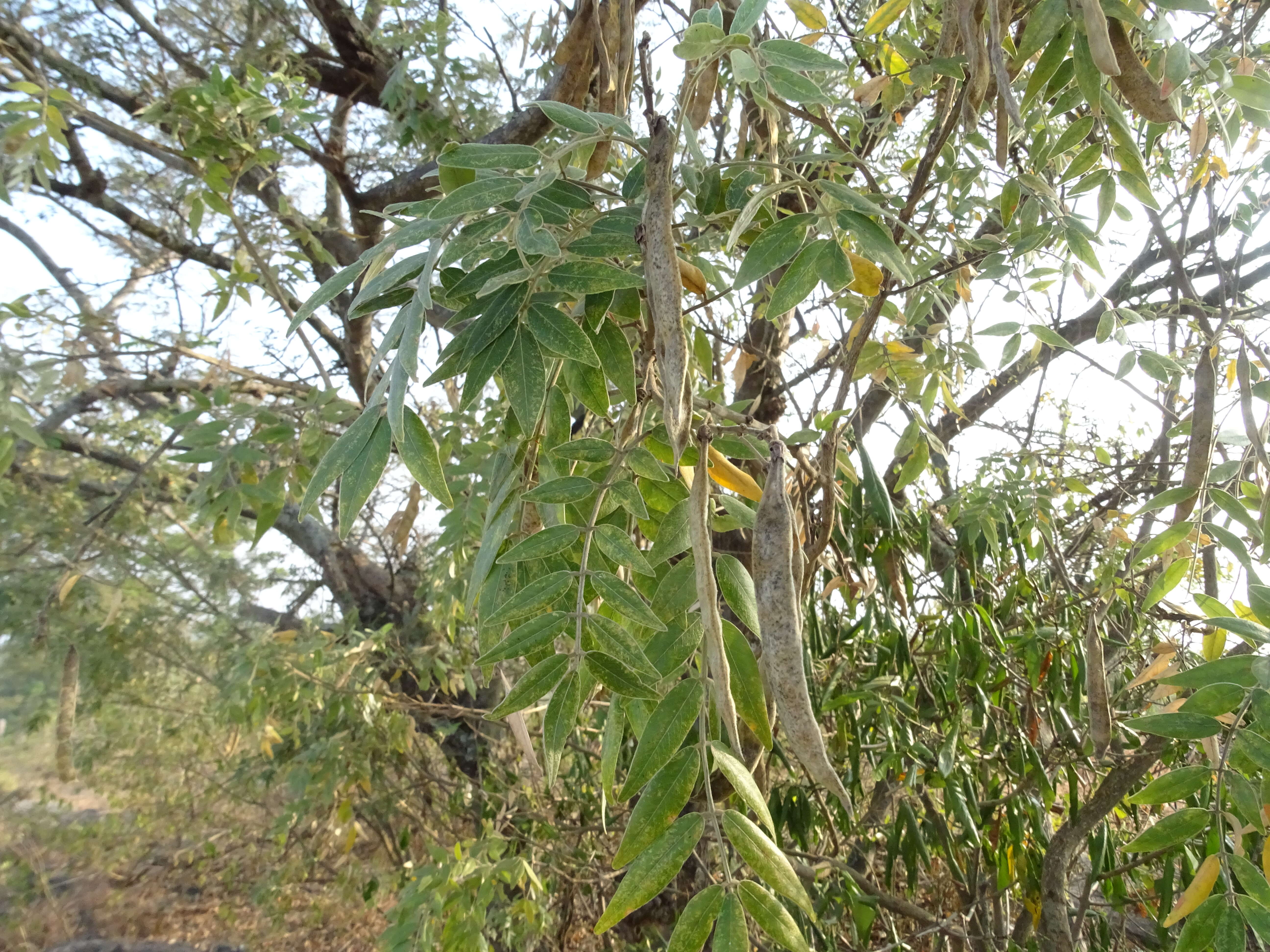 Image of Cork bush