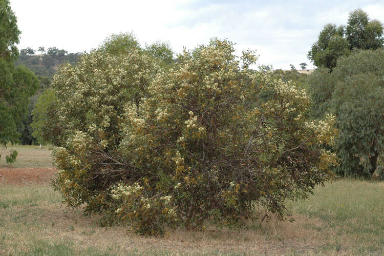 Imagem de Eucalyptus argutifolia P. M. Grayling & M. I. H. Brooker