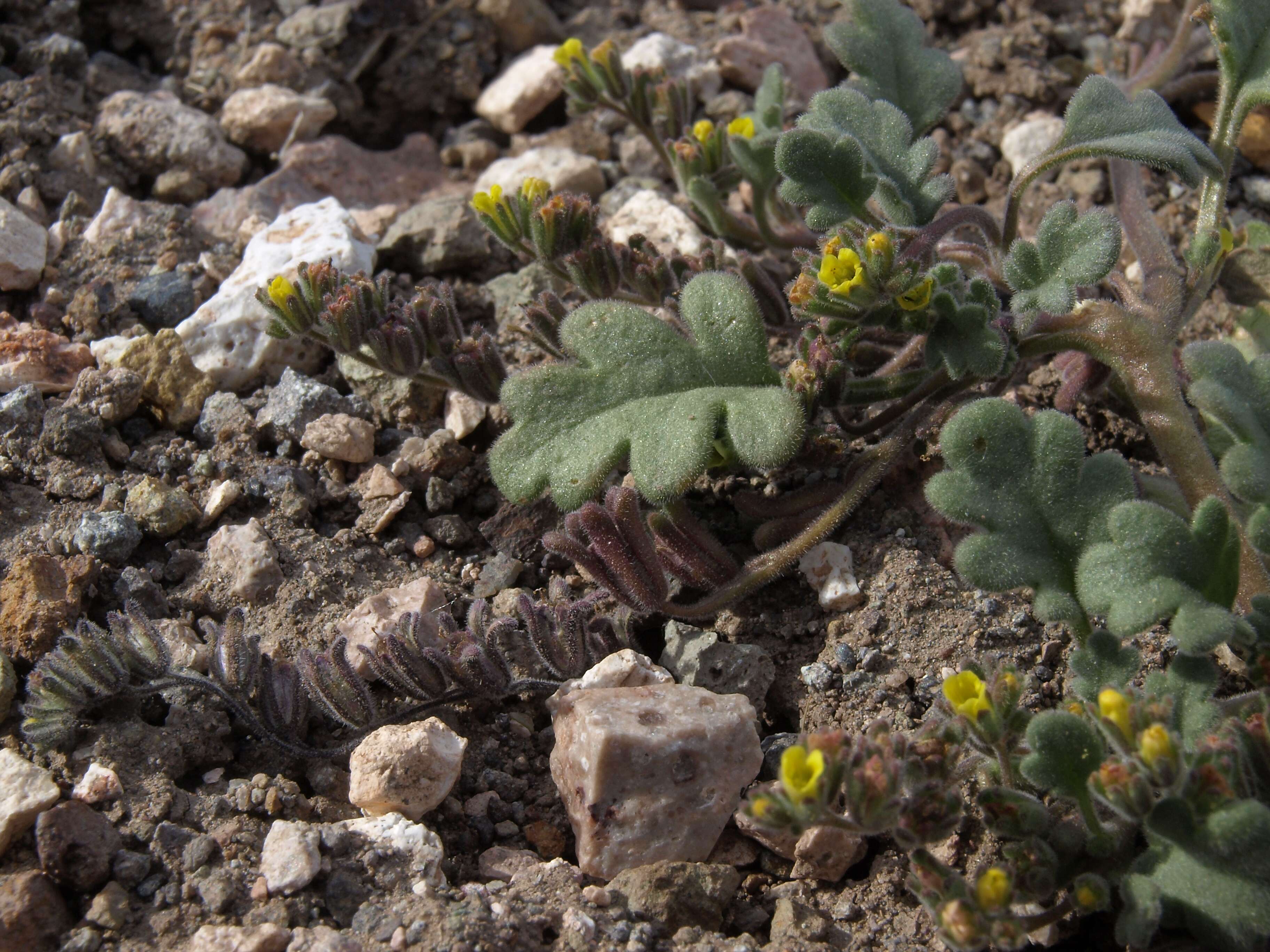 Image of Mono phacelia