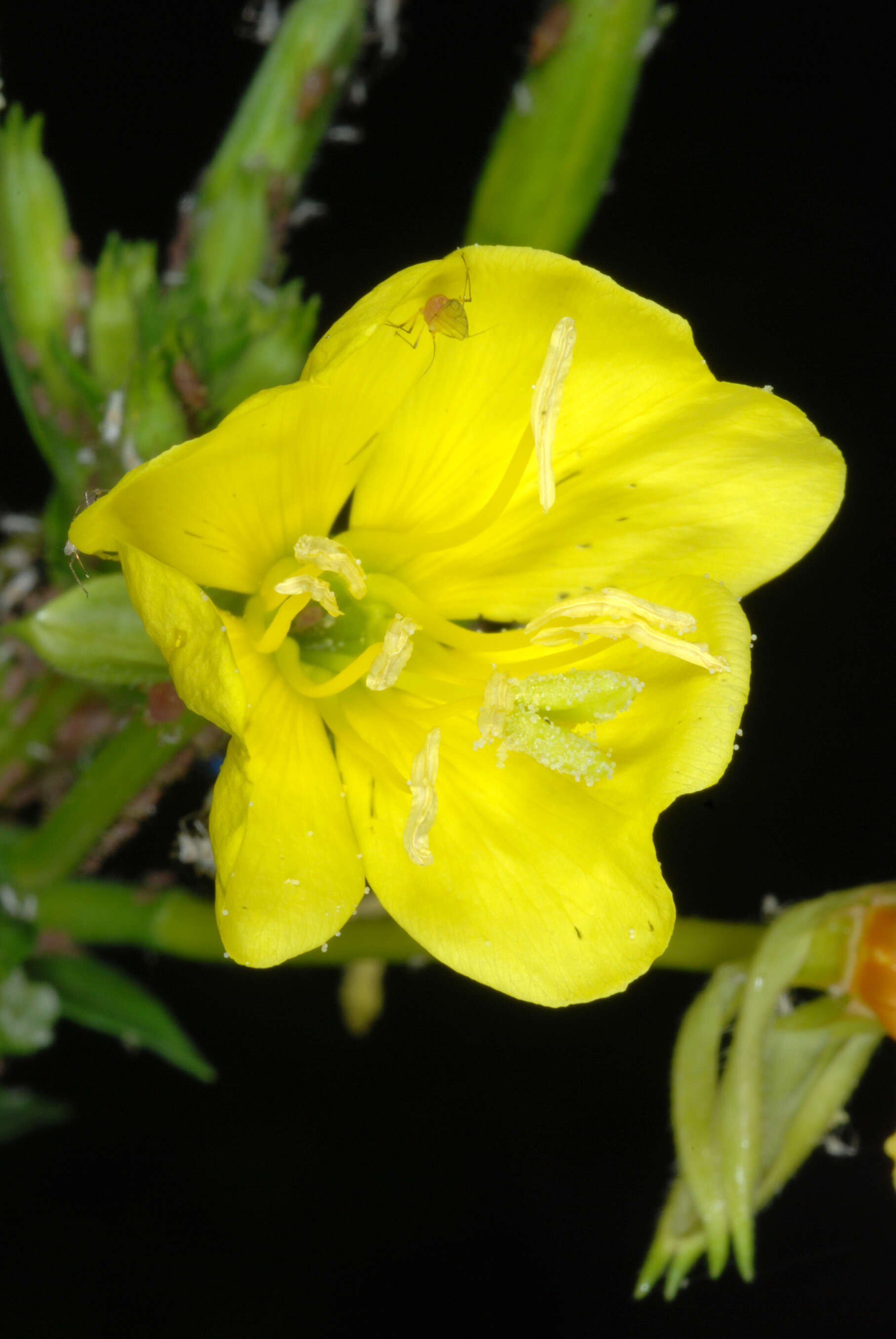 Imagem de Oenothera biennis L.