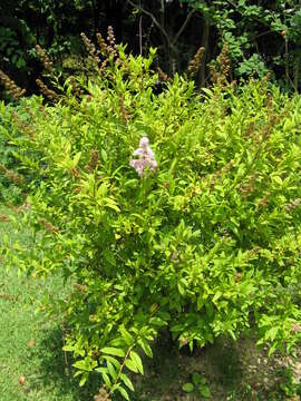 Слика од Spiraea salicifolia L.