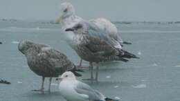 Image of Lesser Black-backed Gull