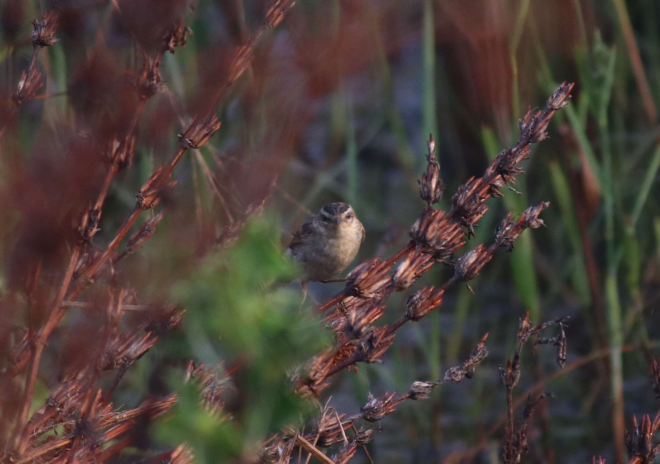 Image of Sedge Warbler