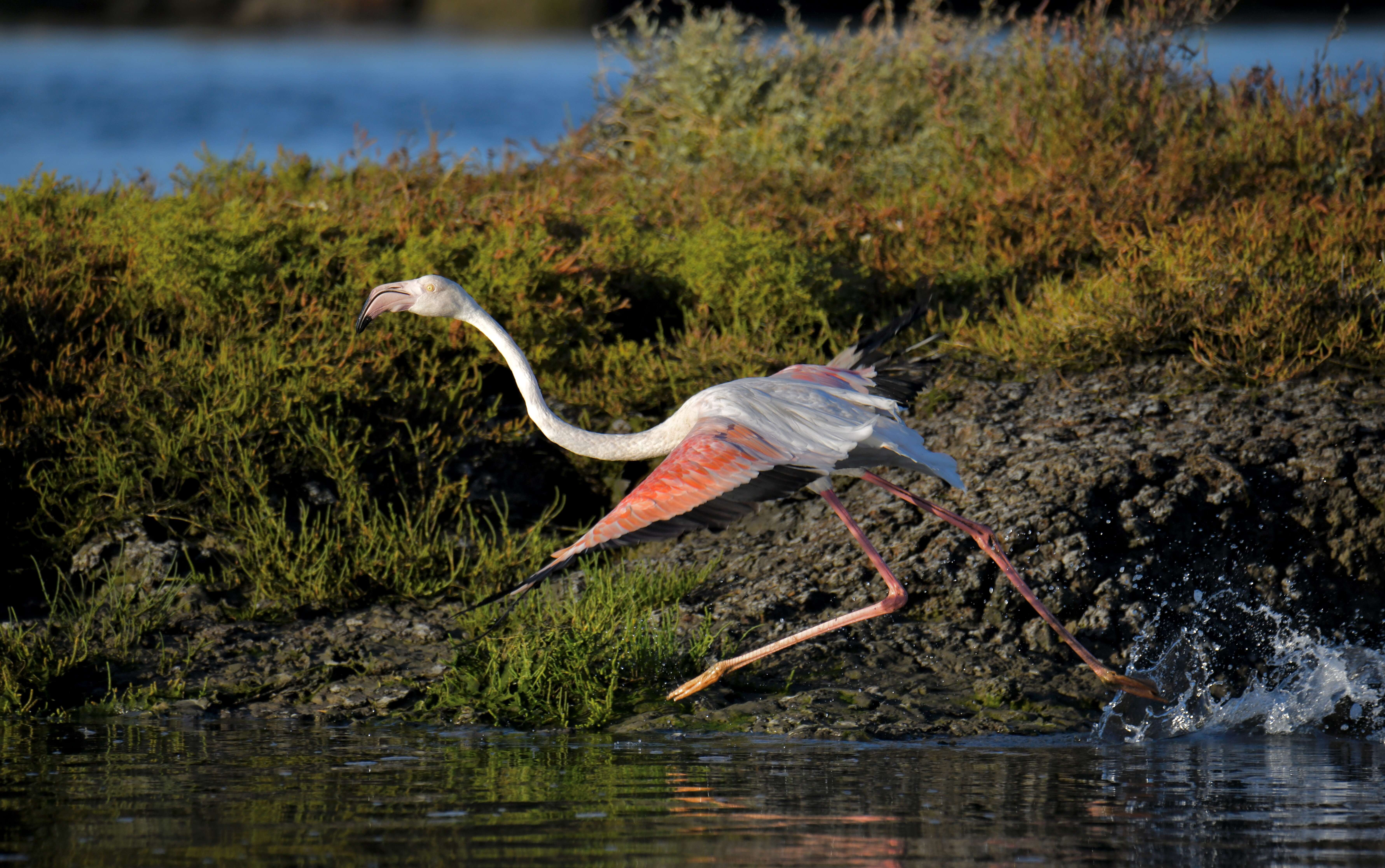 Imagem de Phoenicopterus roseus Pallas 1811